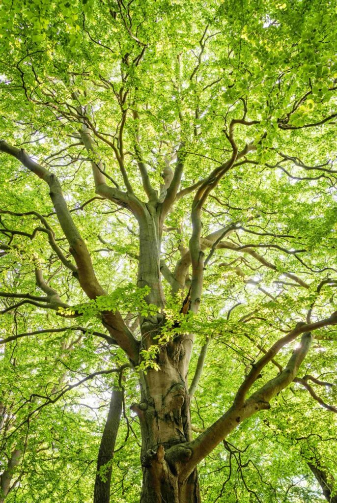 Ramure d'un grand arbre vue depuis le sol, feuillage vert traversé par la lumière